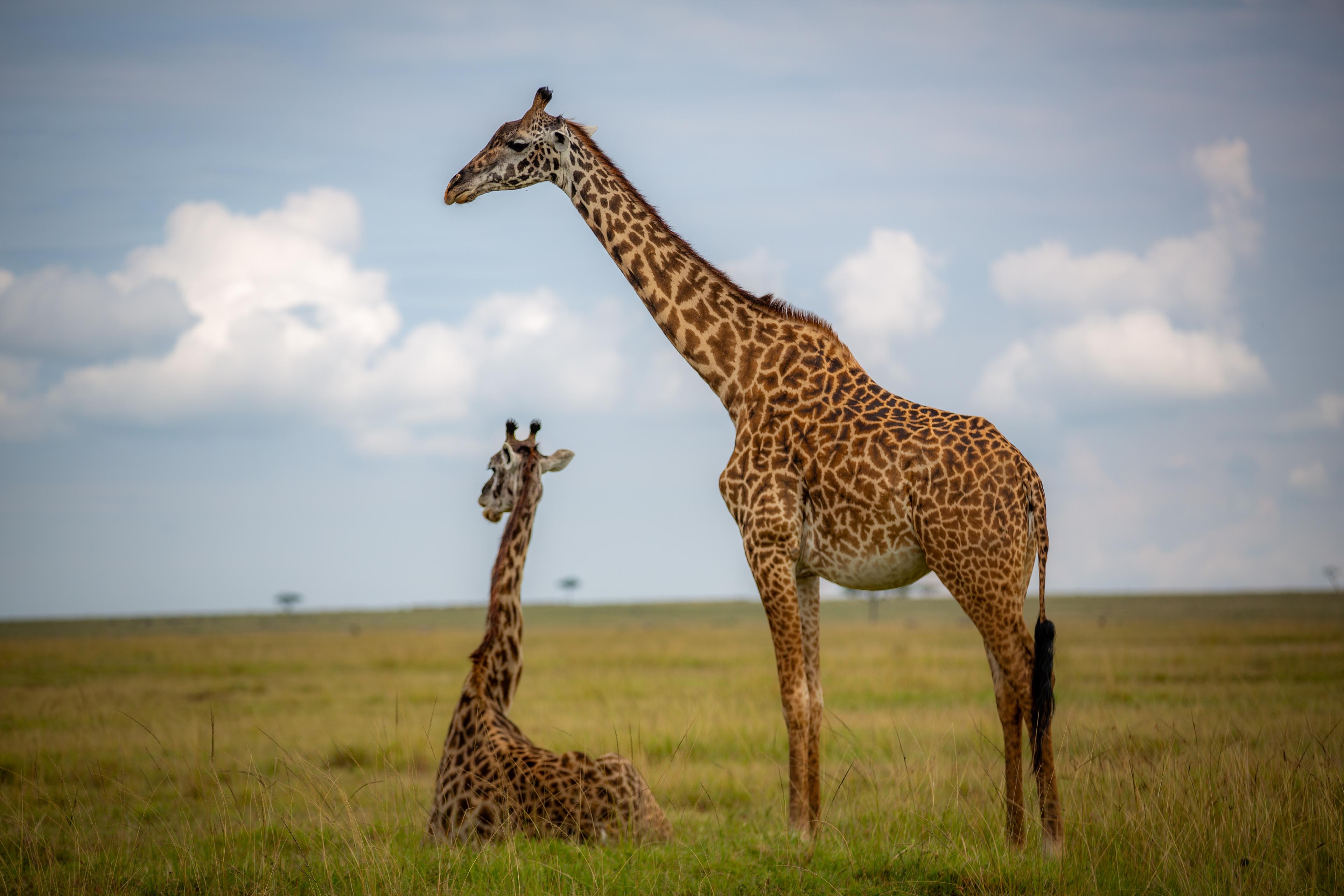 Safari Experience