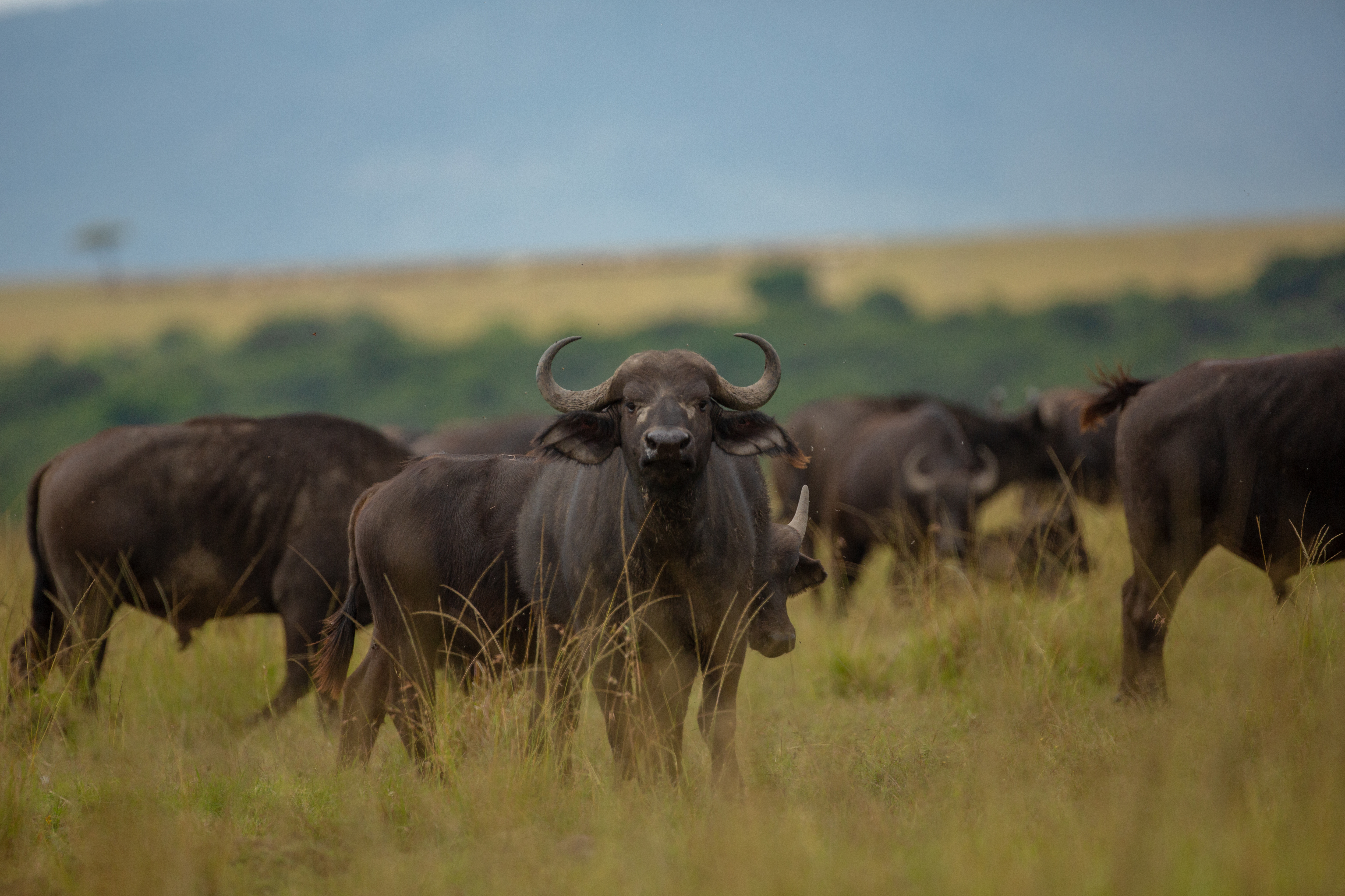 Buffalo Sighting