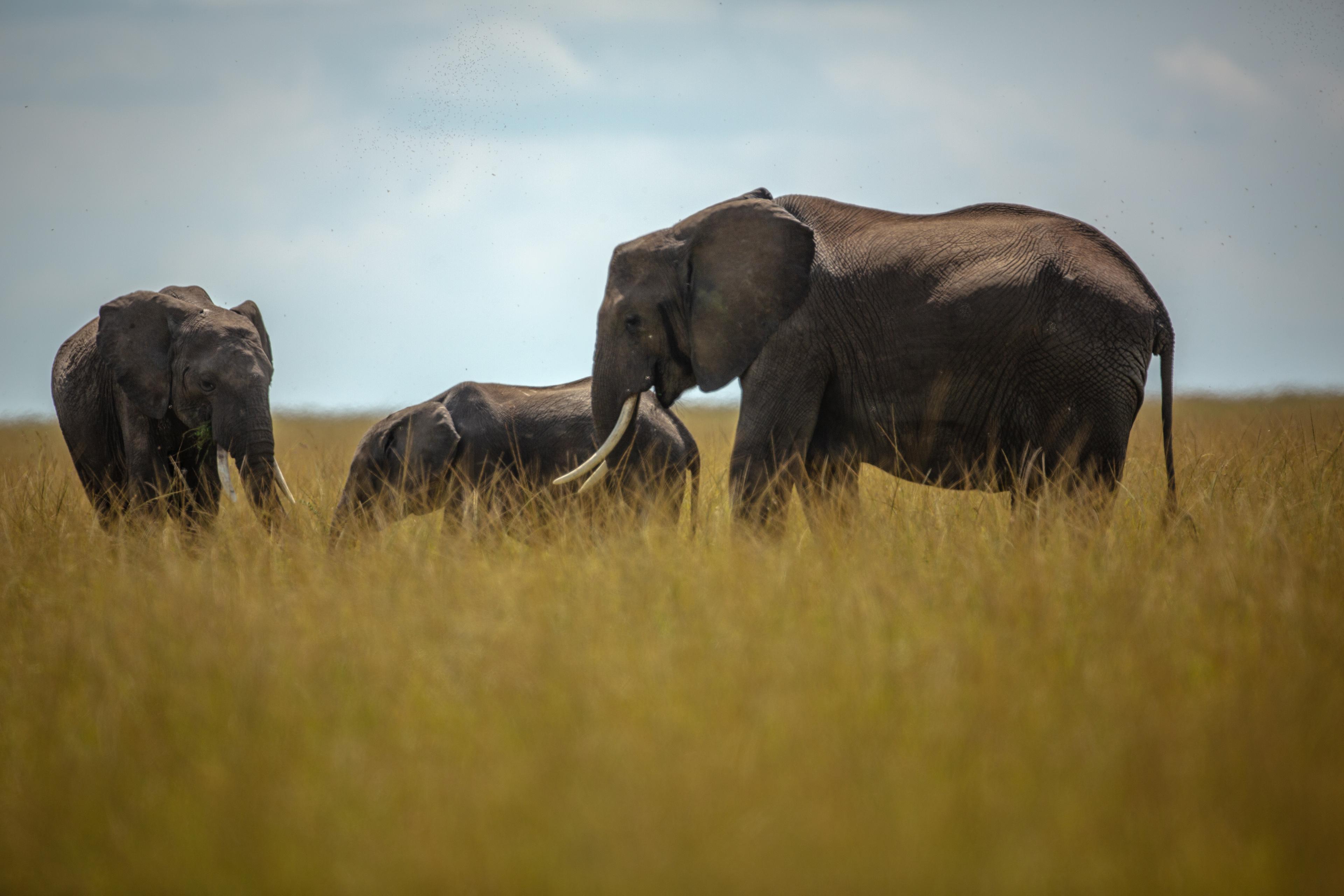 Elephant Herd