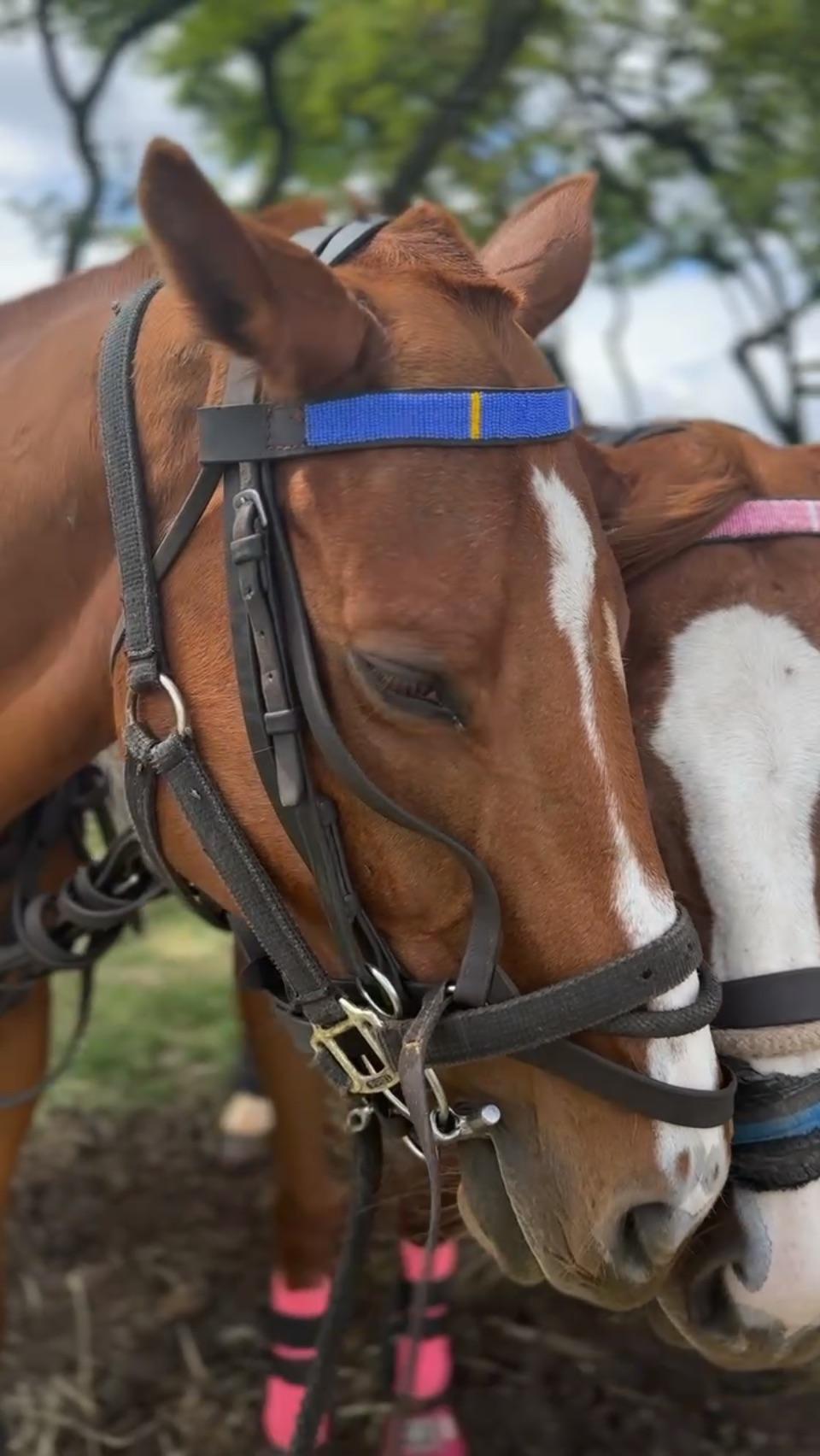 Horse-Riding (2.5 hours)