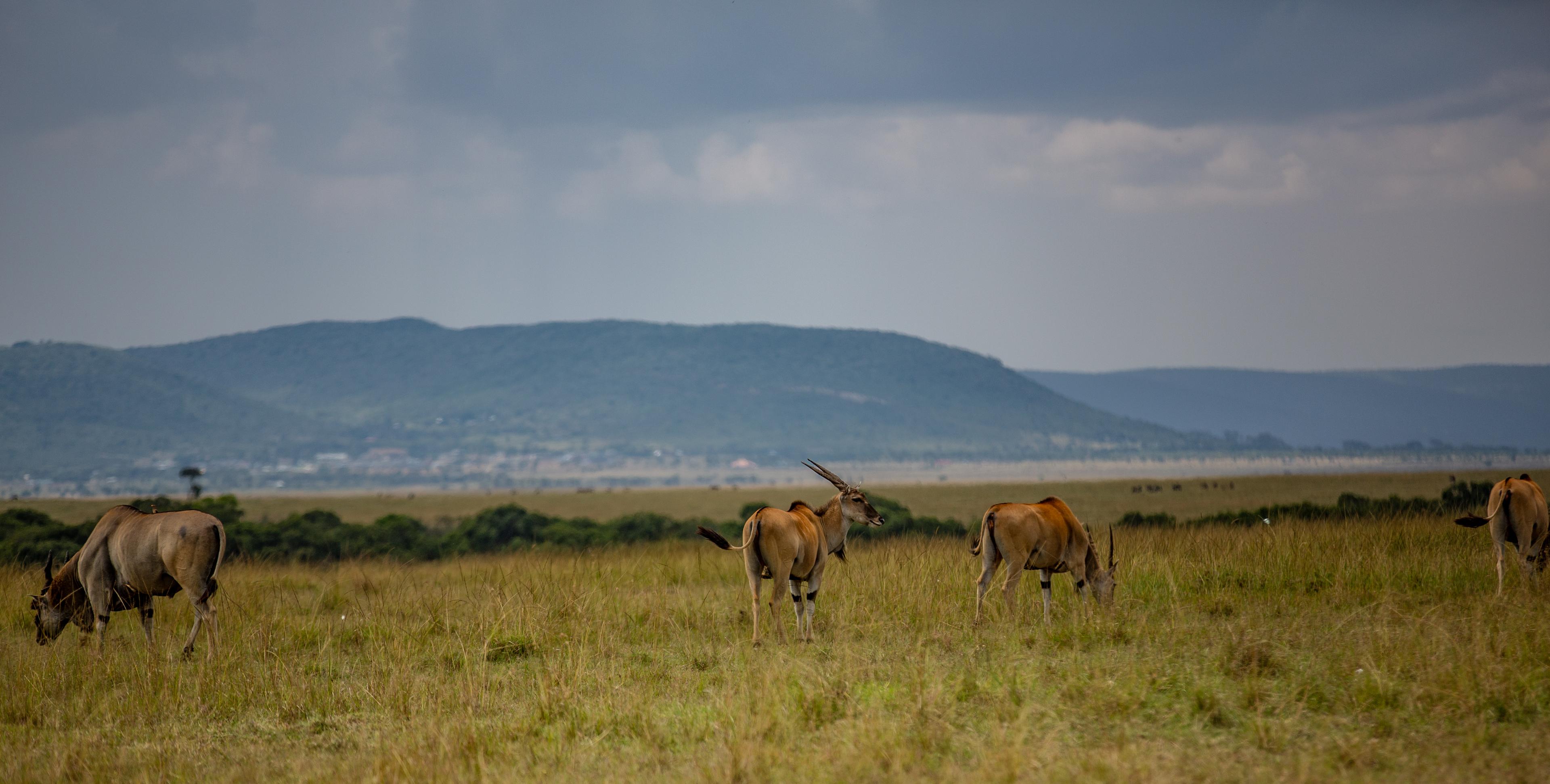 Elands