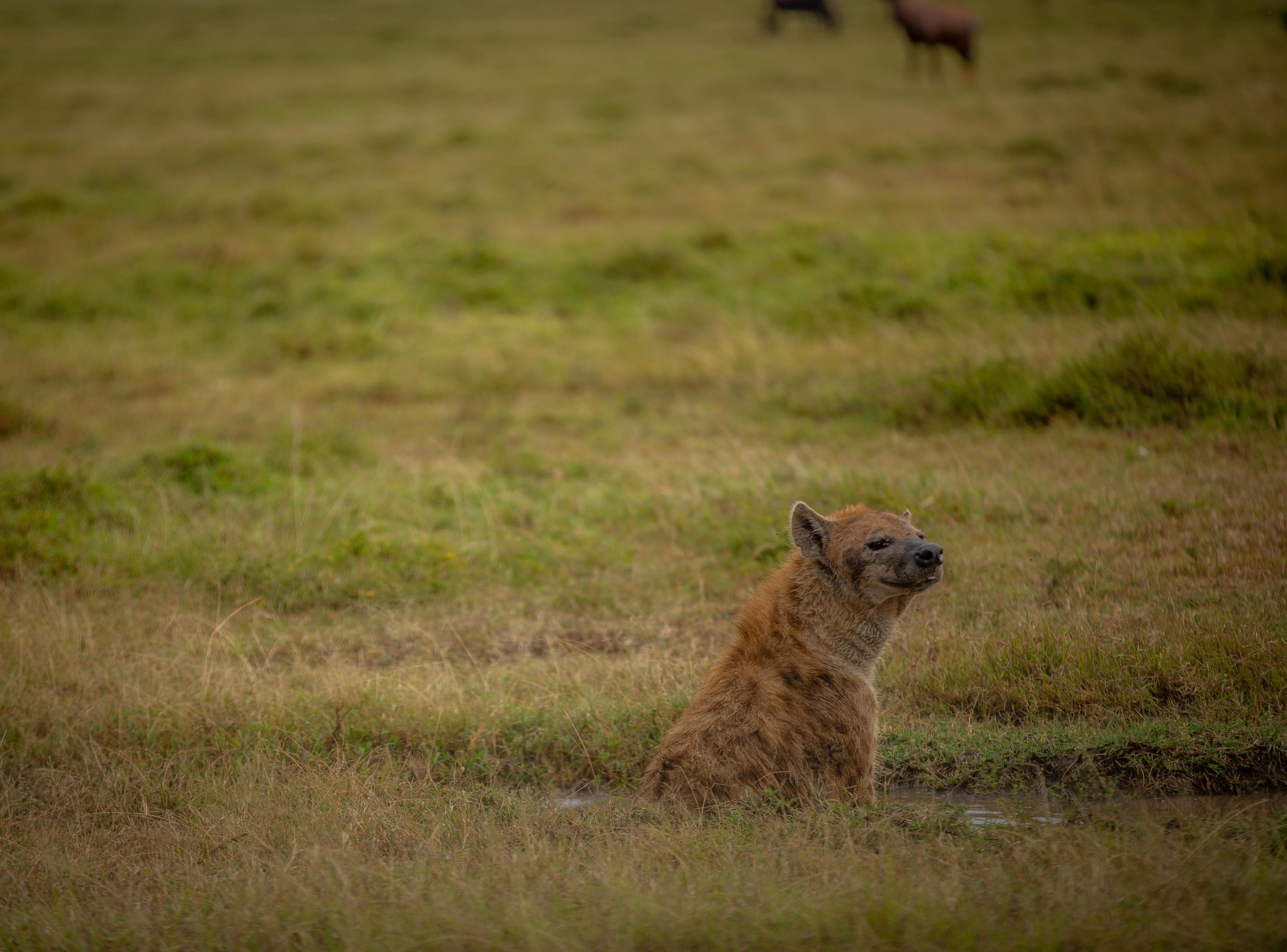 Hyena