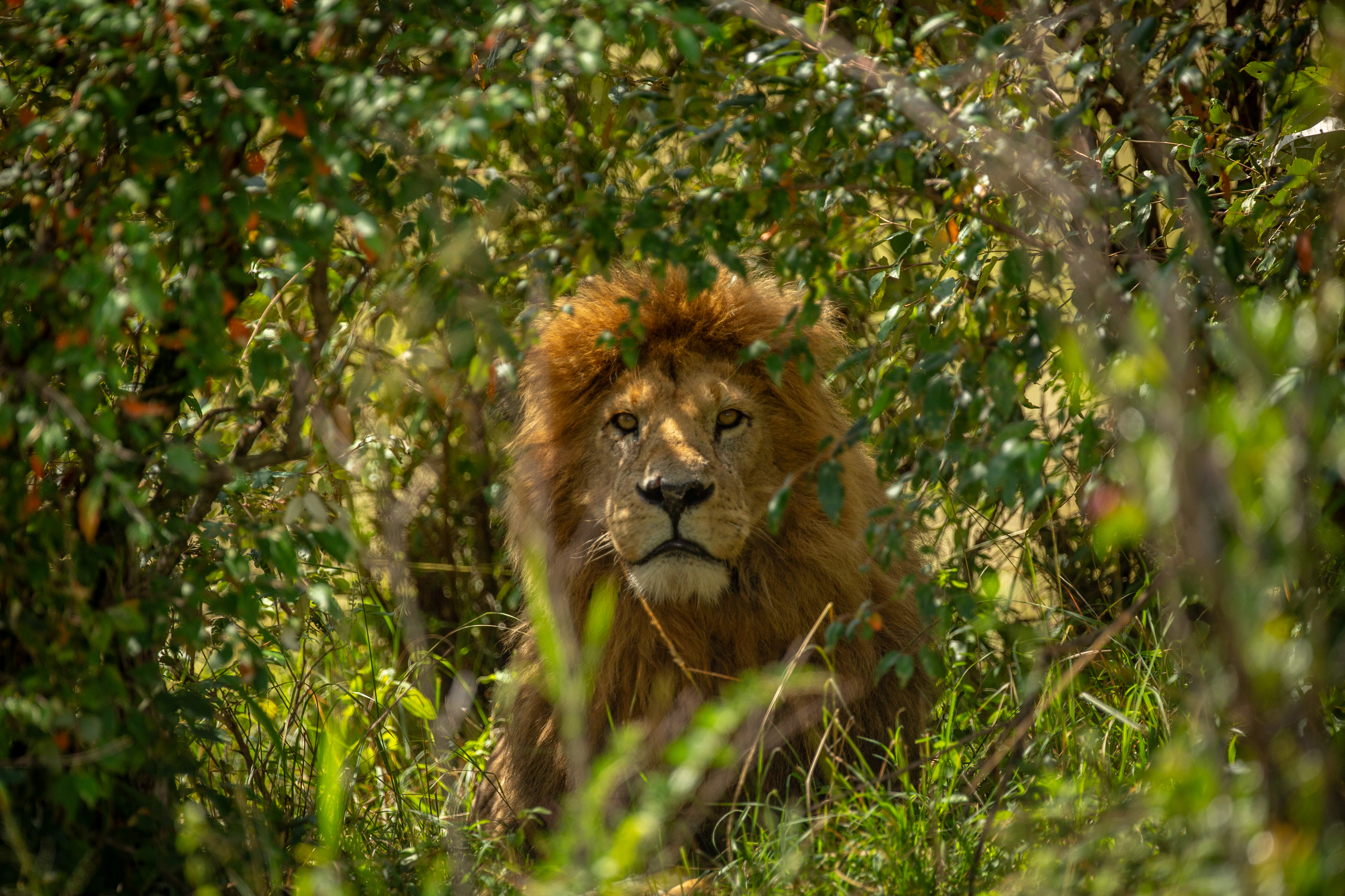 Lion
