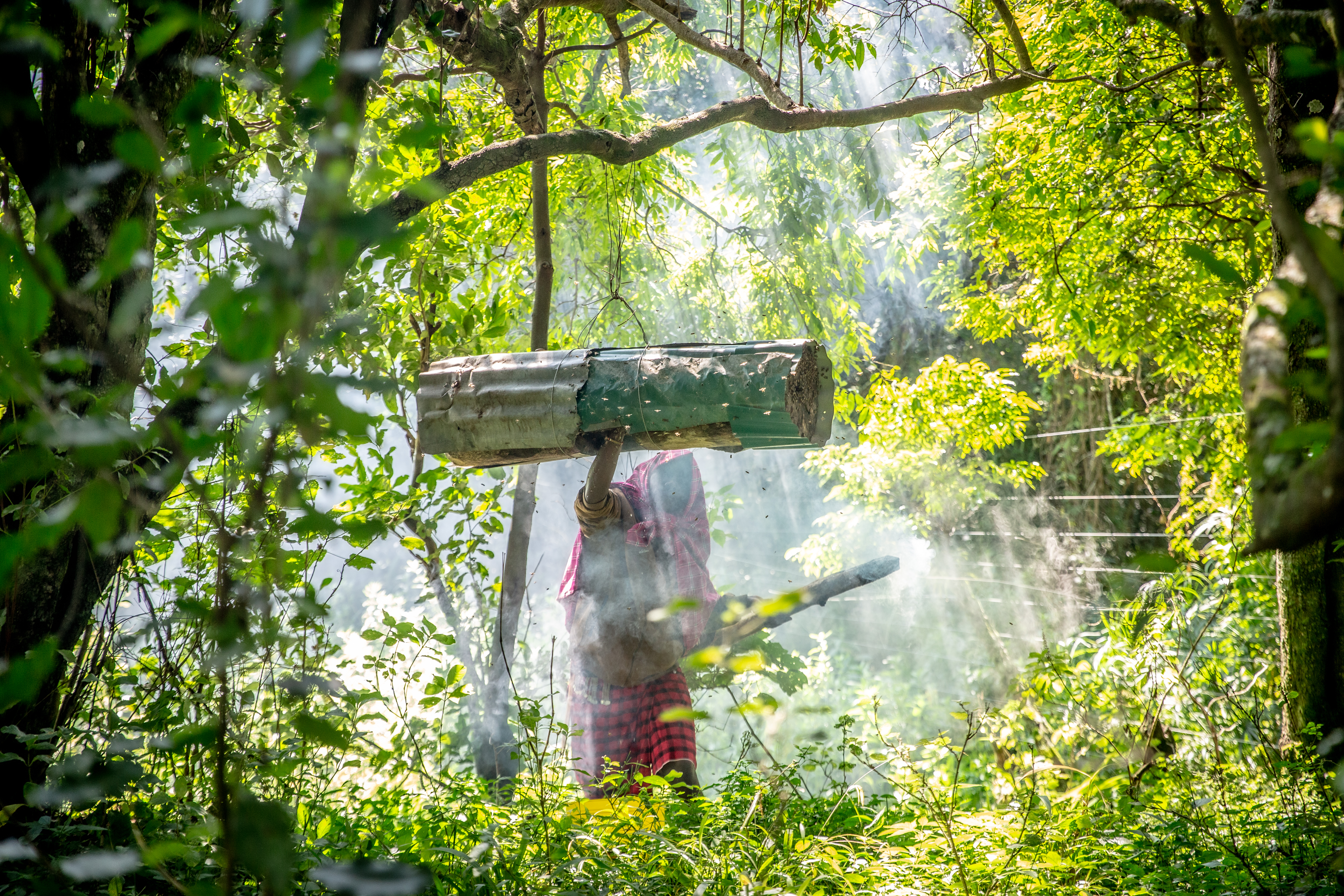 Local Honey Harvesting
